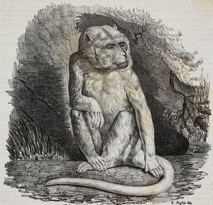 Albino-ape i Jardin des Plantes, Paris botaniske hage, Frankrike, litografi av Salvatore Puglia fra Poliorama Pittoresco, n 23, 14. januar