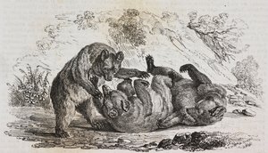 Bears of Asturias, Spania, litografi av Salvatore Puglia fra Poliorama Pittoresco, n 9, 7. oktober av Salvatore Puglia