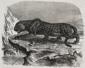 Black Panther i Jardin des Plantes, Paris botaniske hage, Frankrike, litografi av Salvatore Puglia fra Poliorama Pittoresco, n 26, 4. februar