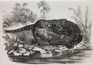 Kaiman og jaguar, litografi av Salvatore Puglia fra Poliorama Pittoresco, n 16, 25. november av Salvatore Puglia