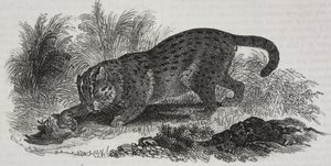 Sumatran katt, litografi av Salvatore Puglia fra Poliorama Pittoresco, n 47, 1. juli av Salvatore Puglia
