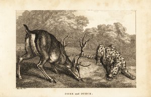 Møte mellom en hjort, Cervus elaphus, og en snøleopard, Panthera uncia