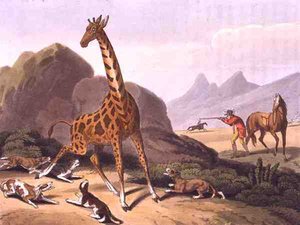 Hunting the Camelopard, gravert av Matthew Dubourg (fl.1785-1820), utgitt av Edward Orme