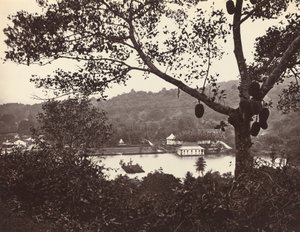 Et pip fra Upper Lake Road som viser tempel og øy med park -- frukttre i forgrunnen av Samuel Bourne