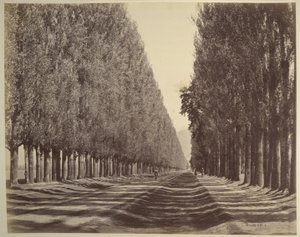 A Road Lined with Poplars, Kashmir   1352360   no       norwegian Successfully Translated  Original: At Close Quarters with the Buffalo, illustration from The Romance of Canada (colour litho) Translat: At Close Quarters with the Buffalo, illustration from 