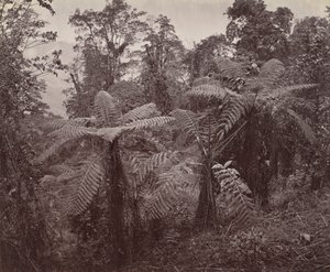 Darjeeling, gruppe trebregner på Lebong av Samuel Bourne