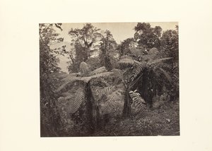 Darjeeling; Gruppe av trebregner ved Lebong