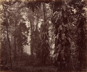  av Samuel Bourne
