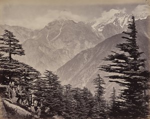 Øvre Himalaya. Utsikt nær China Mountains. Himalayasedre i forgrunnen av Samuel Bourne