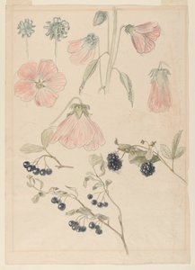 Botaniske detaljstudier: Stokroser, blåbær og bjørnebær av Samuel Colman