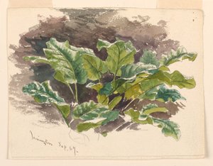 Botanisk studie av Samuel Colman