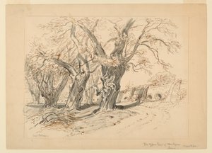 Tegning, studie for Cypress Trees of Montezuma, Park of Chapultepec, Mexico av Samuel Colman