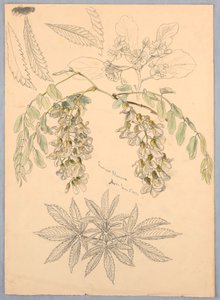 gresshopper blomstrer av Samuel Colman