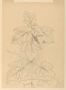 Maple Leaves, Mt. Desert av Samuel Colman