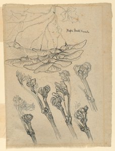 Lønnfrøkar av Samuel Colman