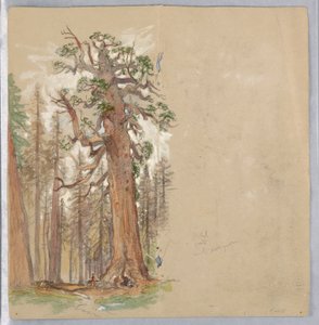 Eik og Evergreen av Samuel Colman
