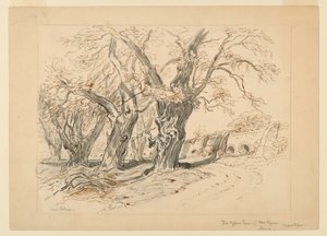 Studie for Cypress Trees of Montezuma, Park of Chapultepec, Mexico av Samuel Colman