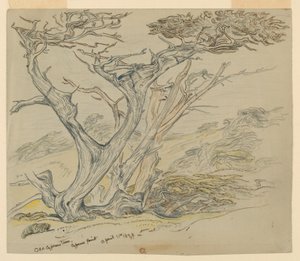 Studie av gamle sypresser, Cypress Point av Samuel Colman