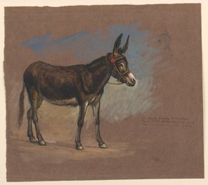 Studie av et muldyr av Samuel Colman