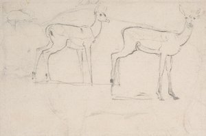 Studie for to stående Pallah-hjort av Samuel Daniell
