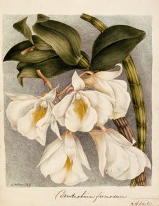 Dendrobium Formosum, ca. 1839 (akvarell) av Samuel Holden