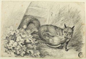 Fox som stjeler en kuk