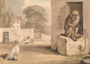 En gås og en bavian av Samuel Howitt