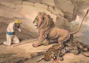 En løve som står over en såret leopard