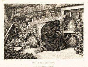 En brunbjørn angrepet av en hær av bier. 1811 (etsing) av Samuel Howitt