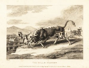 En okse slår i hjel en hund på en åker. 1811 (etsing)
