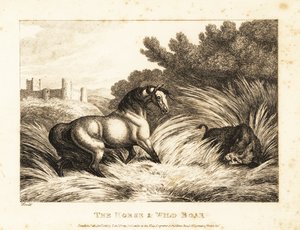 En hest og villsvin møter hverandre i et beite. 1811 (etsing) av Samuel Howitt