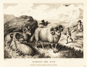 En jackdaw synger på ryggen til en vær. 1811 (etsing)