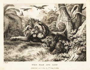 En løve og villsvin kjemper mens gribber sirkler over. 1811 (etsing)