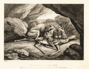 En løve spiser kadaveret av en hjort i en hule. 1811 (etsing)