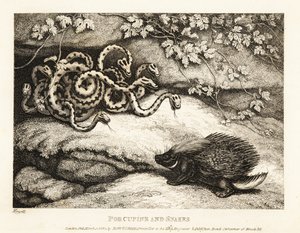 Et piggsvins skarpe fjærpenner driver ut et rede av slanger fra en hule 1811 (etsing)