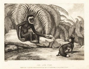 En haleløs ape ber en rev om noe av halen hans. Ape og rev. 1811 (etsing)