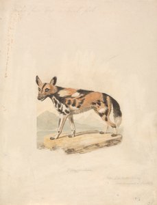 Abessinisk hund