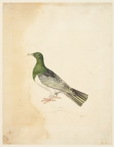 Bird - Columba, ca. 1765-22 (grafitt, penn og grått blekk og akvarell på vevd papir)