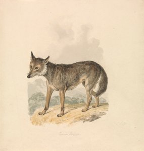 Canis Lupus, eller grå ulv av Samuel Howitt
