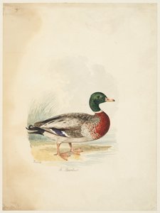 And - Anas boschas (recto), ca. 1813-22 (grafitt, penn amp; brunt blekk amp; akvarell, grafitt på vevd papir) av Samuel Howitt