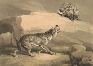 Fox and the Hedgehog (Pinnsvin)