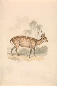Hjort av Samuel Howitt