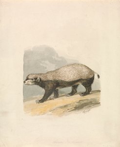Honninggrevling