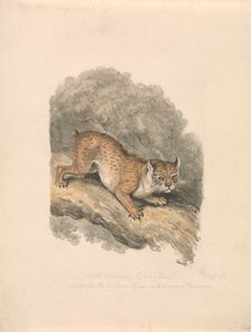 Nordamerikansk gaupe av Samuel Howitt