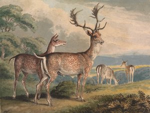 Stag, Doe og Fawns