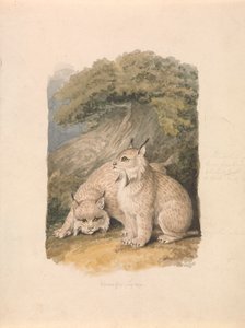 Canada Lynx fra livet av Samuel Howitt