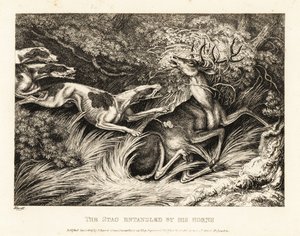 Tre hunder angriper en hjort fanget av geviret. 1811 (etsing) av Samuel Howitt