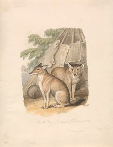 To huskyer av Samuel Howitt