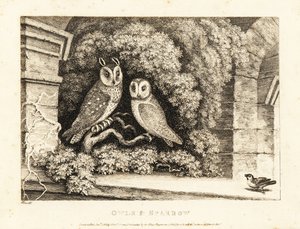 To ugler og en spurv. 1811 (etsing)