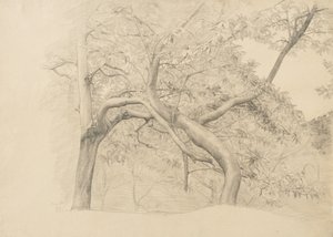 Et kratt av trær i løvverk, 1884 (grafitt på brunfarget papir)